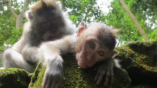 Bosque de los Monos de Ubud
